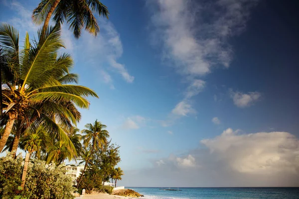 Літо Барбадосі Екзотичні Відпустки Пальмові Дерева Бірюзова Вода Сонячне Блакитне — стокове фото