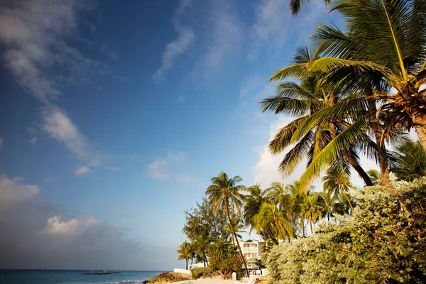 Sommar Barbados Island Exotiska Semestrar Palmer Turkost Vatten Solig Blå — Stockfoto