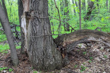 eski ahşap, çalı çırpı ve çim