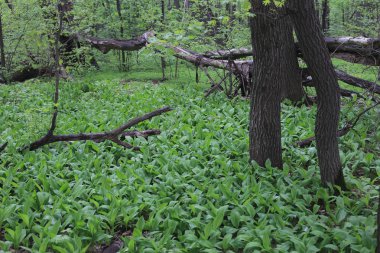 eski ahşap, çalı çırpı ve çim