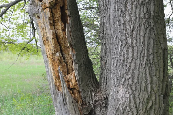Altes Holz, Zweige und Gras — Stockfoto