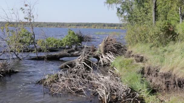 Чистота природи на березі річки — стокове відео