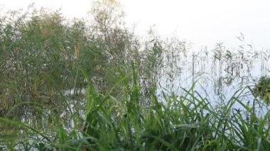 Nehir kıyısında doğa saflığı