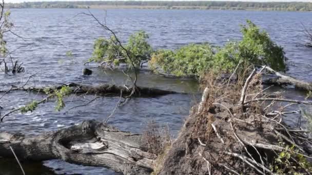 De zuiverheid van de natuur op de rivier bank — Stockvideo