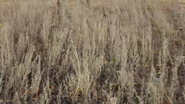 Чистая природа и трава на ветру . — стоковое видео
