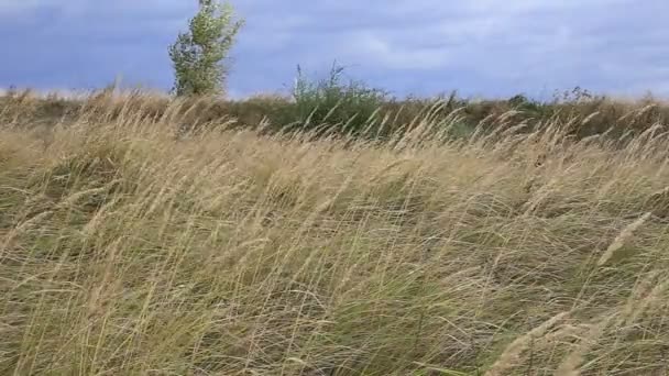 Höstens natur och träd i vinden — Stockvideo