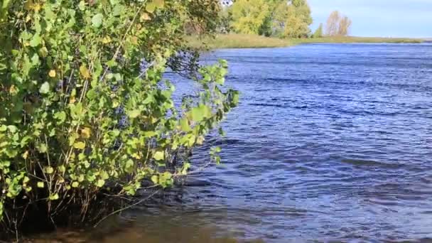 Surfen op de golven en glans water tegen struiken — Stockvideo