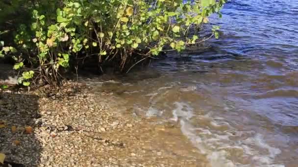 Surfea las olas y brilla agua contra los arbustos — Vídeo de stock