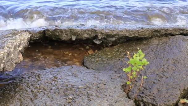 Принудить дикую природу к суровым скалам — стоковое видео