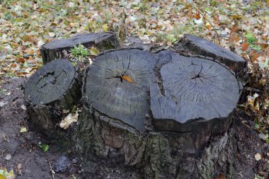 sadece ağaç kütükleri kaldı