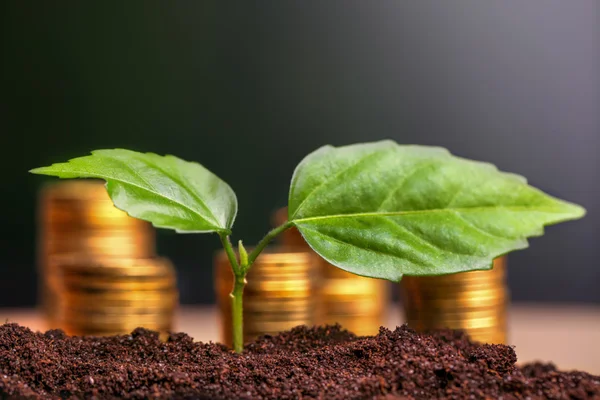 Golden coins in soil with young plant. Money growth concept. — Stock Photo, Image