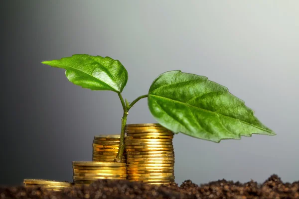 Green seedling growing from coins in the soil. The concept of mo — Stock Photo, Image