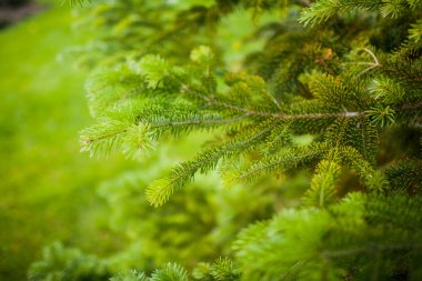 Parlak yeşil Ladin görünümünü closeup ağaç dalları ve iğneler.