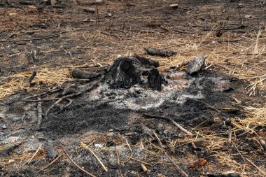 Geçimini sağlayan çiftçiler, mahsul yetiştirmek için küçük orman arazileri yakıyor.