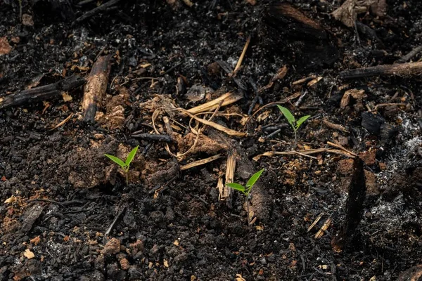 Subsistenzbauern Verbrennen Kleine Waldstücke Für Den Anbau Von Feldfrüchten — Stockfoto