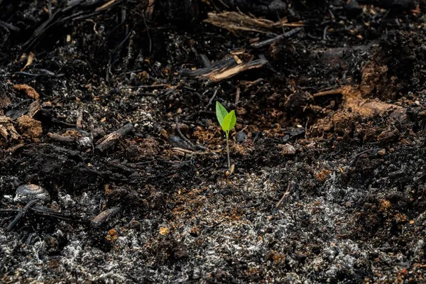Geçimini Sağlayan Çiftçiler Mahsul Yetiştirmek Için Küçük Orman Arazileri Yakıyor — Stok fotoğraf