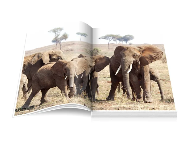 与非洲大象 （象是本打开的书) — 图库照片