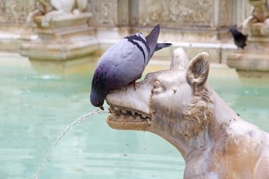 Güvercin, Fonte Gaia, Siena, Toskana, İtalya