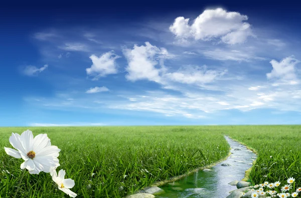 Landscape with stream and flowers — Stock Photo, Image