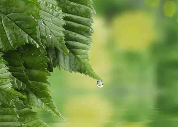 Naturliga bakgrund med en droppe vatten — Stockfoto