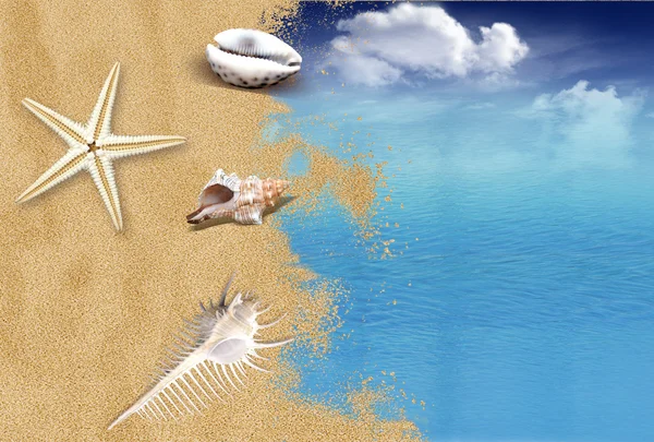 Praia e mar com conchas — Fotografia de Stock