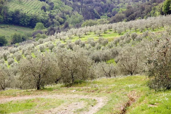 The olive (Olea europaea) — Stock Photo, Image