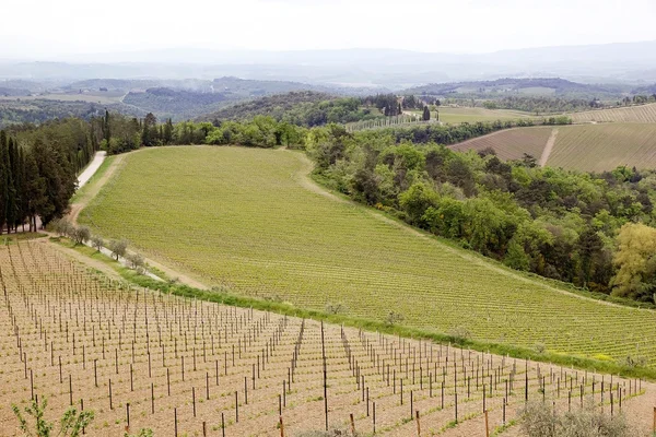 Toszkán szőlőültetvények, Olaszország — Stock Fotó