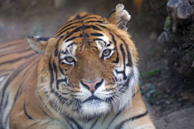 Bengal kaplanı, Panthera tigris tigris tigris alt türünün özel bir popülasyonundan gelen kaplan türüdür.