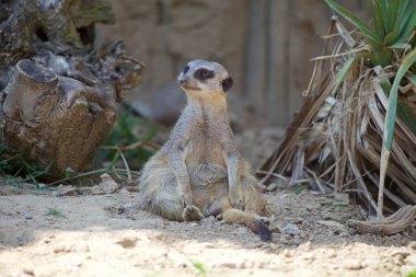 Suricate ya da mirket Güney Afrika 'da bulunan küçük bir firavun faresidir.