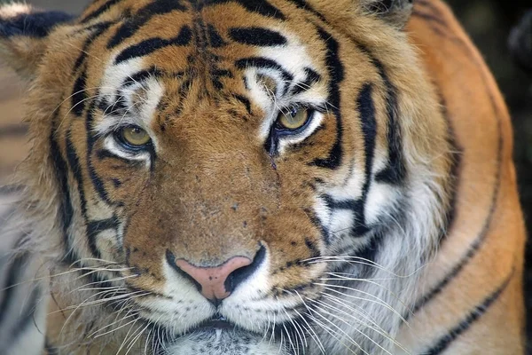 벵골호랑이 Bengal Tiger 인도아 대륙에서 자생하는 Panthera Tigris Tigris 아종의 — 스톡 사진