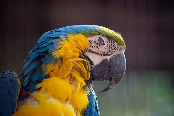 Blue Yellow Macaw Large South American Parrot Mostly Blue Top — Stock Photo, Image