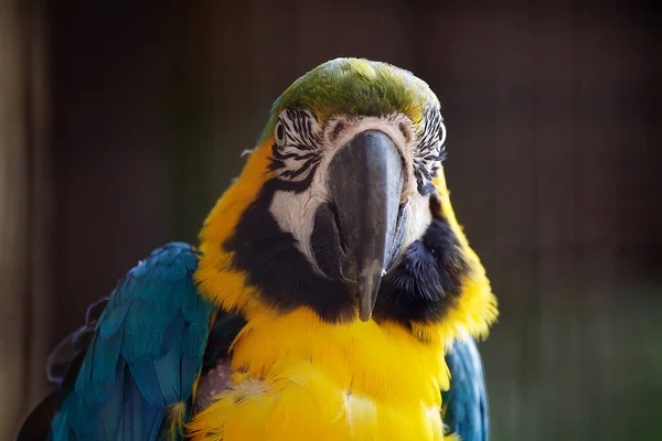 Blue Yellow Macaw Large South American Parrot Mostly Blue Top — Stock Photo, Image