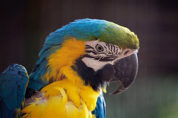Arara Azul Amarela Grande Papagaio Sul Americano Com Principalmente Partes — Fotografia de Stock