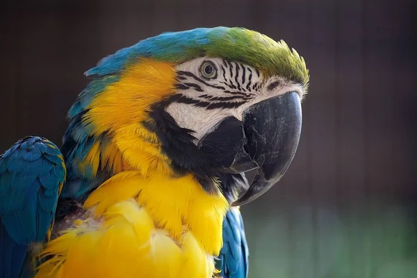 Blue Yellow Macaw Large South American Parrot Mostly Blue Top — Stock Photo, Image