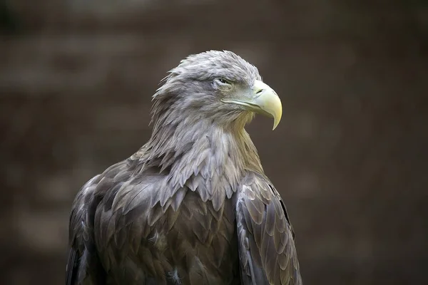 White Tailed Eagle Very Large Species Sea Eagle Widely Distributed — Stock Photo, Image