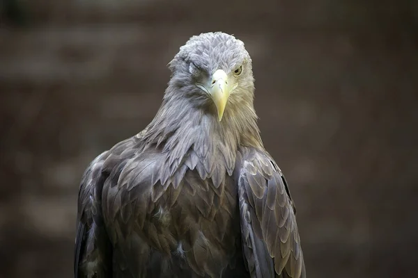 White Tailed Eagle Very Large Species Sea Eagle Widely Distributed — Stock Photo, Image