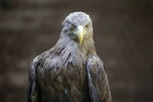 Águila Cola Blanca Una Especie Muy Grande Águila Marina Ampliamente — Foto de Stock