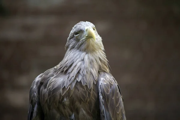 White Tailed Eagle Very Large Species Sea Eagle Widely Distributed — Stock Photo, Image