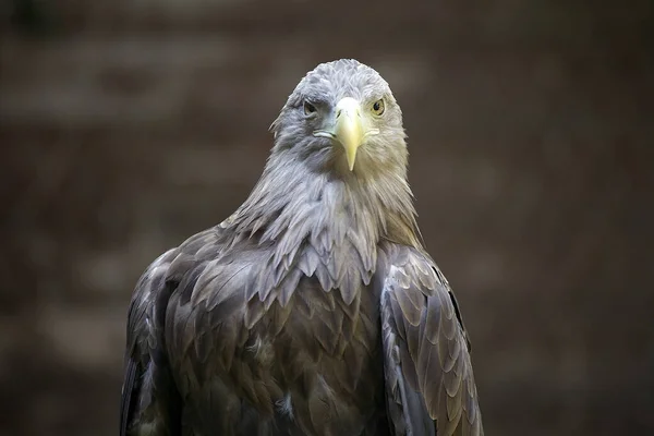 Águila Cola Blanca Una Especie Muy Grande Águila Marina Ampliamente — Foto de Stock