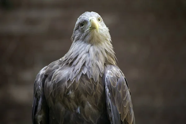 Aigle Queue Blanche Est Une Très Grande Espèce Aigle Marin — Photo