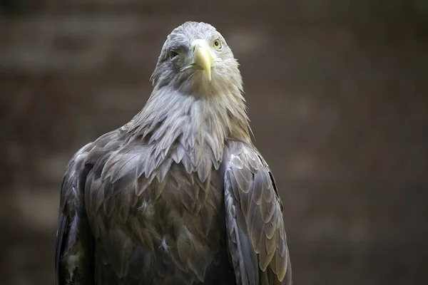 White Tailed Eagle Very Large Species Sea Eagle Widely Distributed — Stock Photo, Image