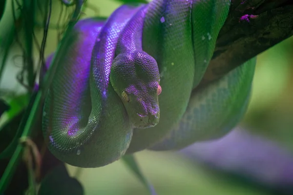 Green Tree Python Species Snake Native New Guinea Some Island — Stock Photo, Image