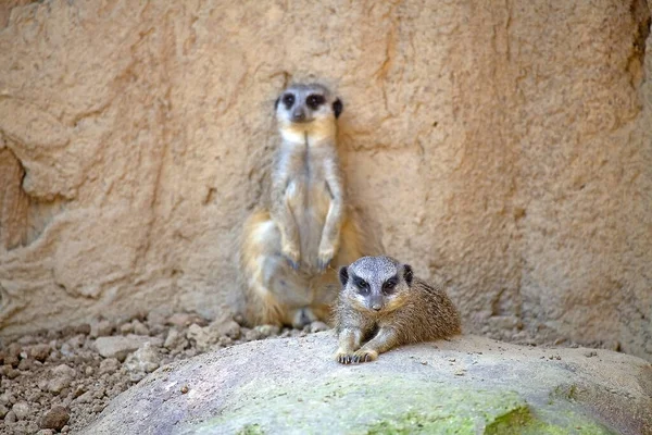 Suricate Meerkat Small Mongoose Found Southern Africa — Stock Photo, Image