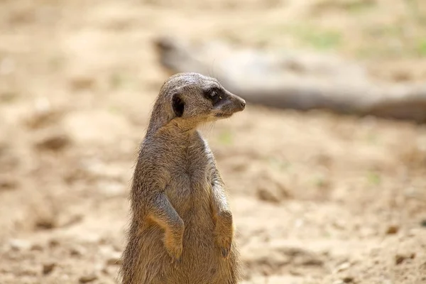 Suricate Meerkat Είναι Ένα Μικρό Μαγκούστα Που Βρέθηκαν Στη Νότια — Φωτογραφία Αρχείου