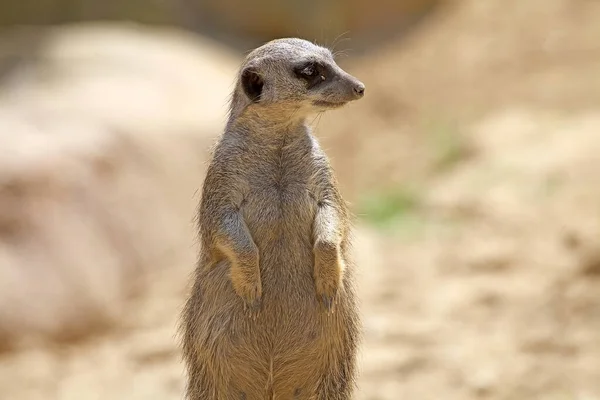 Suricate Meerkat Είναι Ένα Μικρό Μαγκούστα Που Βρέθηκαν Στη Νότια — Φωτογραφία Αρχείου