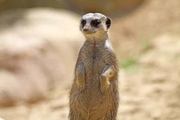 Suricate Meerkat Small Mongoose Found Southern Africa — Stock Photo, Image
