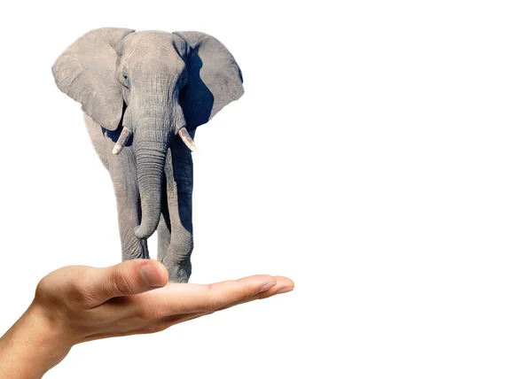 Elephant — Stock Photo, Image