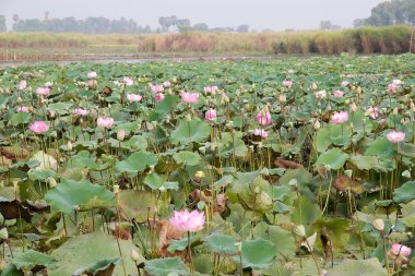 Lotus çiçeği (nelumbo nucifera)