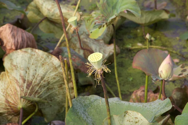 Lotus flower (Nelumbo nucifera) — Stock Photo, Image