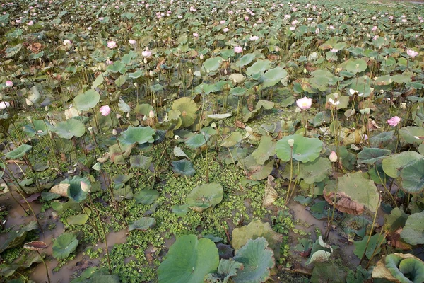 Lotusblomma (nelumbo nucifera) — Stockfoto